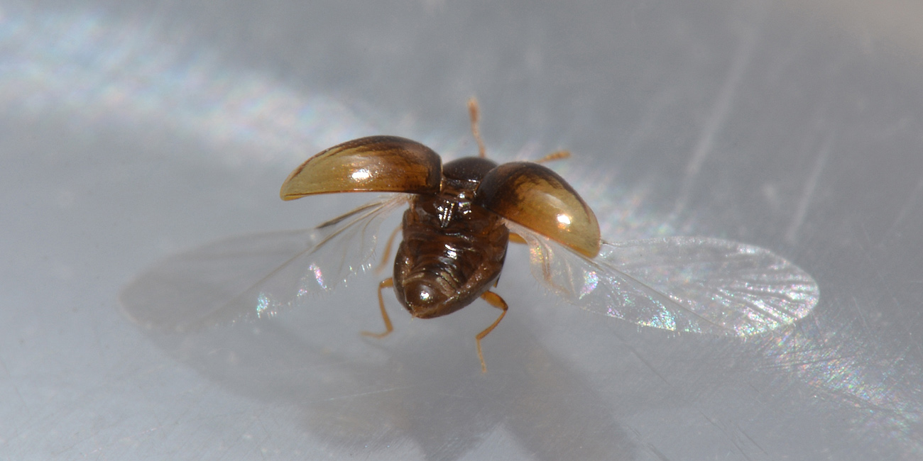 Cryptophagidae: Ephistemus globulus?